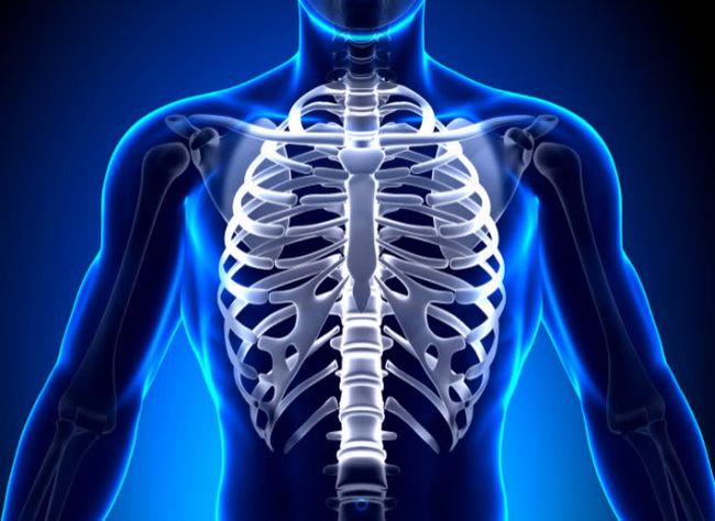 7-rib-cage
