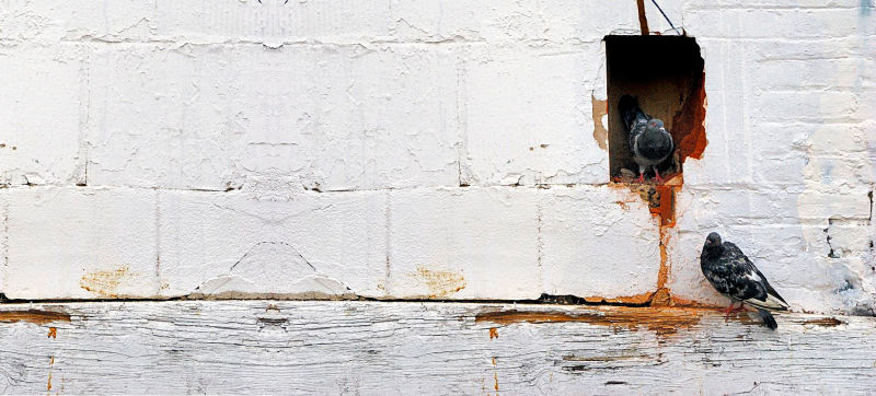 Forget Schrödinger's Cat: The Latest Quantum Puzzle's About Three Pigeons in Two Holes