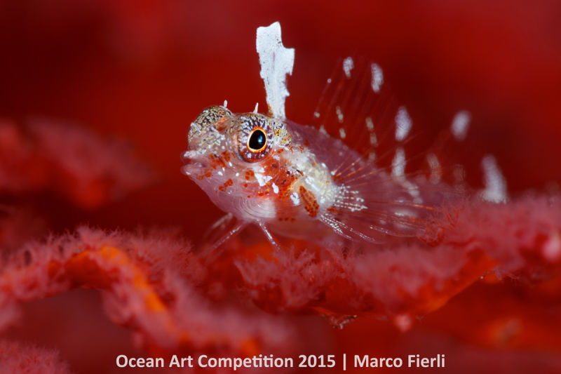 Ocean Art Photography Winners Show the Alien Beauty of Life Underwater