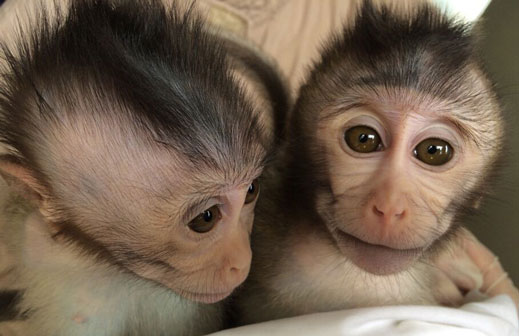 two baby moneys