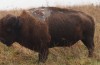 This Bison Was Struck by Lightning and Emerged Ugly But Alive