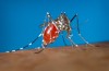 Hawaii Ministère de la Santé signale le Premier Cas De Zika Virus Aux états-UNIS