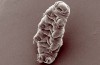 Japanese scientists have successfully brought back to life an animal that had been frozen for 30 years