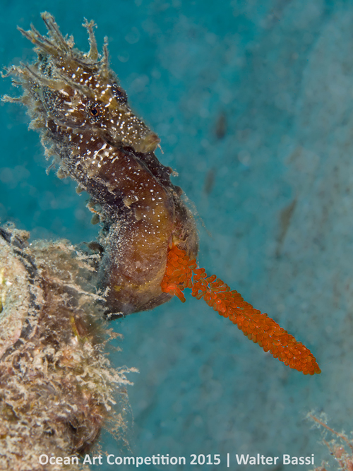 Ocean Art Photography Winners Show the Alien Beauty of Life Underwater