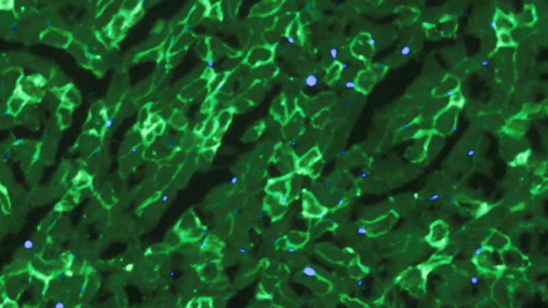 First Successful Gene-Editing in Live Mammals Brings Us Closer to Human Treatments