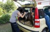 Hobby farm: woman stops pony in Panda