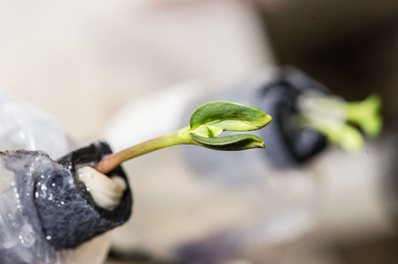 The First Space Flower Bloomed Decades Ago, Not This Week