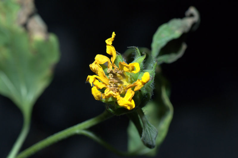 The First Space Flower Bloomed Decades Ago, Not This Week