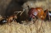Someday Scientists Could Reprogram Carpenter Ants To Do Our Bidding
