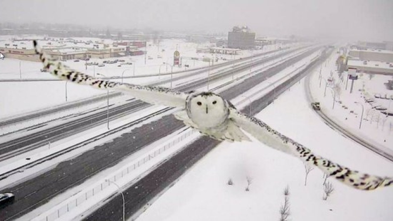 A Traffic Camera Captured This Gorgeous Shot of a Snowy Owl in Flight