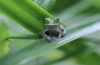 The Bizarre Way Climate Change Can Help Save Doomed Frogs