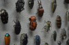 Can You Spot the Imposter Bug?