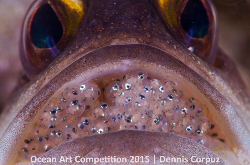 Ocean Art Photography Winners Show the Alien Beauty of Life Underwater