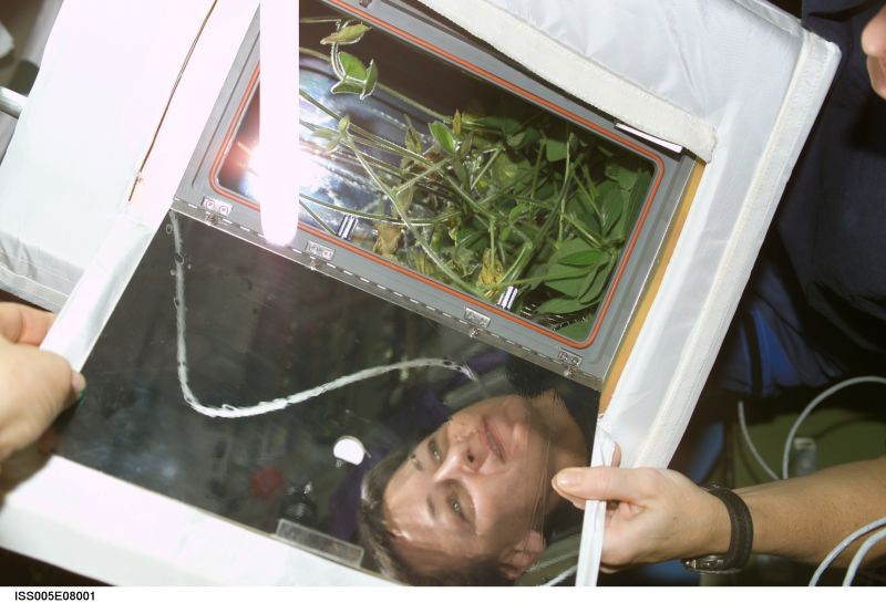 The First Space Flower Bloomed Decades Ago, Not This Week