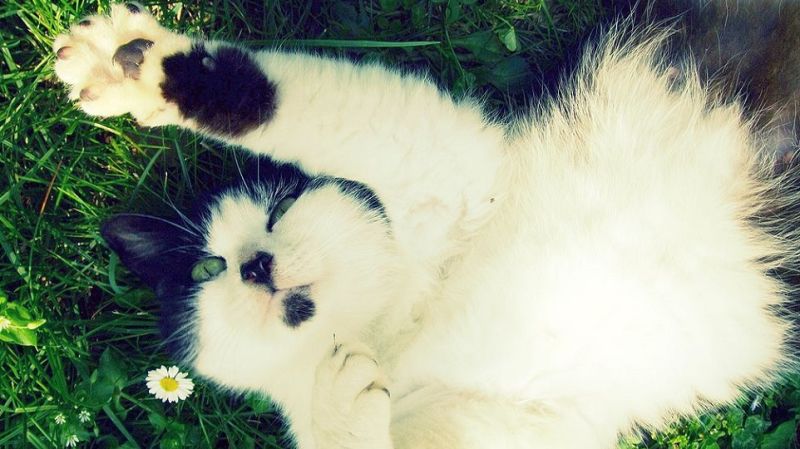 We've Been Completely Wrong About How Cats Get Their Black-and-White Spots