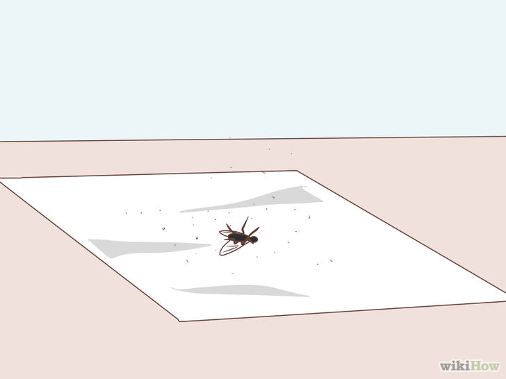 Image titled Appear to Save a Fly From Drowning Step 3