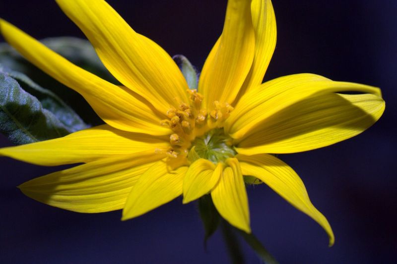 The First Space Flower Bloomed Decades Ago, Not This Week
