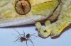 Sorry, Spiderman: Geckos Sind die Größten Tiere, die Wände halten