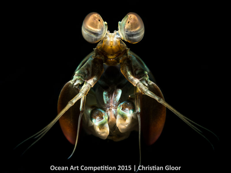 Ocean Art Photography Winners Show the Alien Beauty of Life Underwater