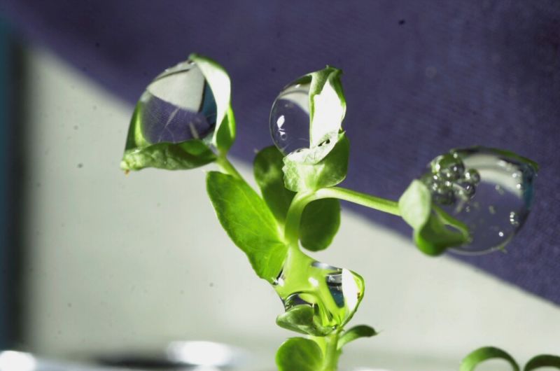 The First Space Flower Bloomed Decades Ago, Not This Week
