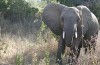 ‘British pilot shot and killed by poachers’