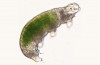 Frozen Tardigrade Brought Back to Life After 30 Years