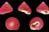 Here’s Why Seashells Don’t Have the Consistency of Chalk