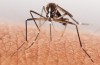 Nye Bevis Tyder på Koblingen Mellom Mygg-Borne Virus og Fødselsskader