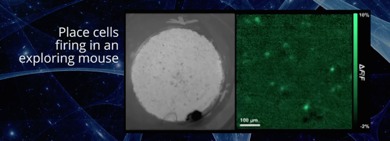 GoPro for Mouse Brains Records Neural Circuits in Real Time