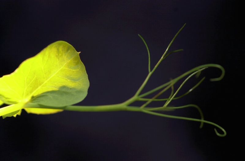 The First Space Flower Bloomed Decades Ago, Not This Week