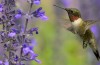 Dies Ist, Wie Kolibris Regulieren Ihre Körpertemperatur im Flug