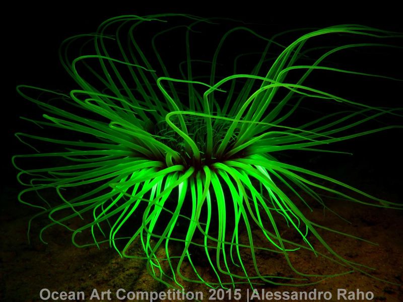 Ocean Art Photography Winners Show the Alien Beauty of Life Underwater