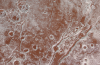La NASA Nouvelles Photos Apporter de Pluton Surface nette