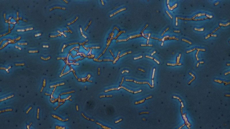A Common Food Preservative Could Be a Cancer Treatment