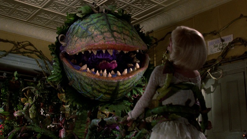 The Venus Flytrap Is a Mighty Hunter Because It Can Count