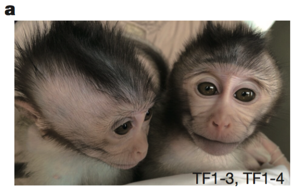 Ethicists Voice Concerns Over Creation of Humanized ‘Autistic’ Monkeys