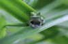 Den Bisarre Måten Klimaendringer Kan Bidra Til Å Redde Den Dødsdømte Frosker