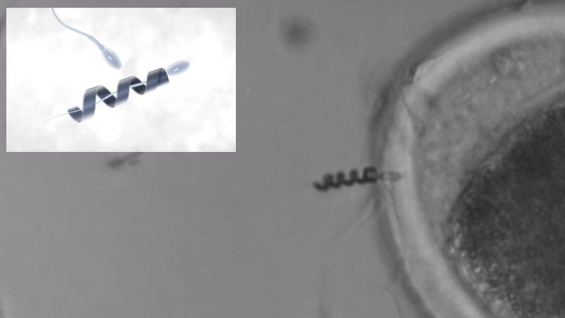 Cyborg Sperm Could Revolutionize Fertility Treatments