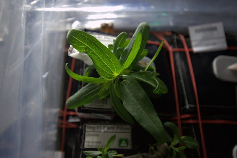 Astronauts Almost Killed Their First Flowers