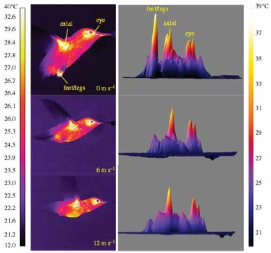 This Is How Hummingbirds Regulate Their Body Temperatures in Flight