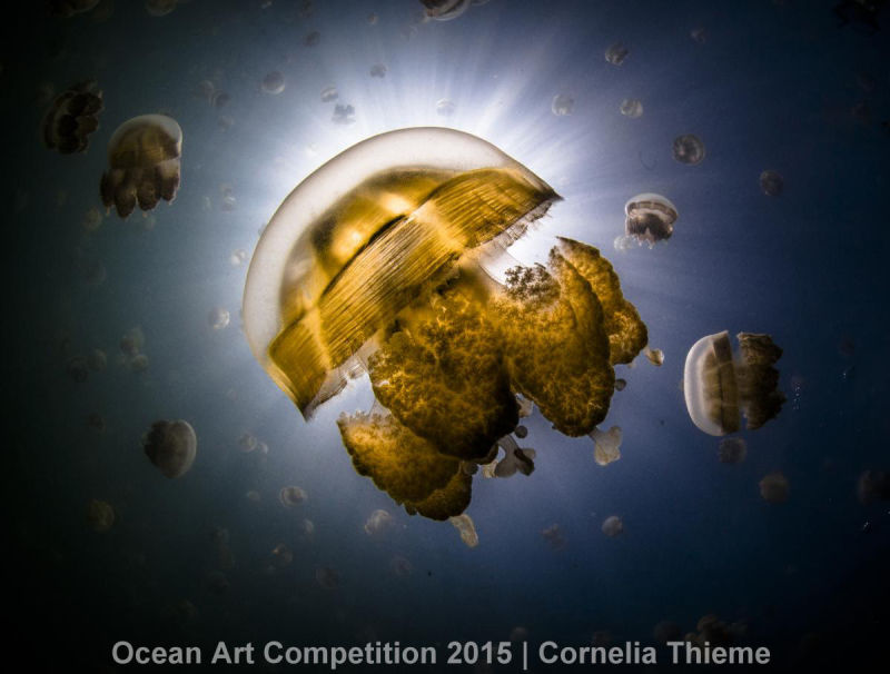 Ocean Art Photography Winners Show the Alien Beauty of Life Underwater