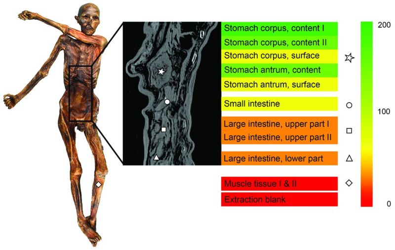 Ötzi the Iceman's Gut Bacteria Can Help Us Trace Early Human Migration