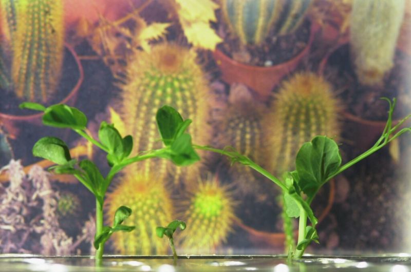 The First Space Flower Bloomed Decades Ago, Not This Week