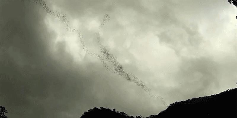 Watch the Horrifying Spectacle of Three Million Bats Going Night Hunting