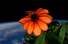 Astronauter Nesten Drept Av Sine Første Blomster
