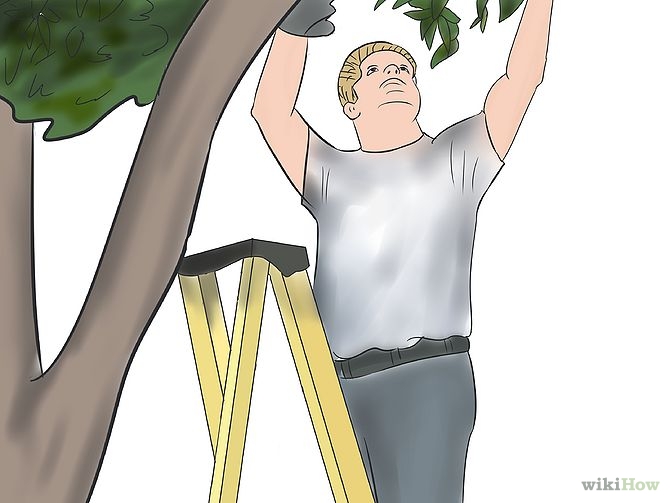 Image titled Accent Trees With Outdoor Lighting Step 4