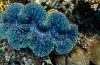 Riesenmuscheln Leuchten Wie Plasma-Bildschirme, Nur Besser
