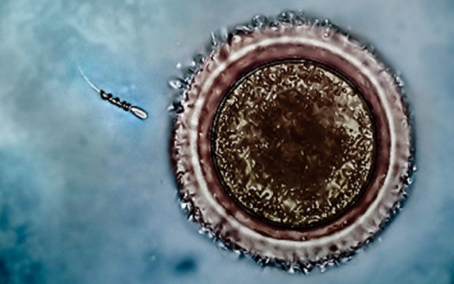 sperm-engine