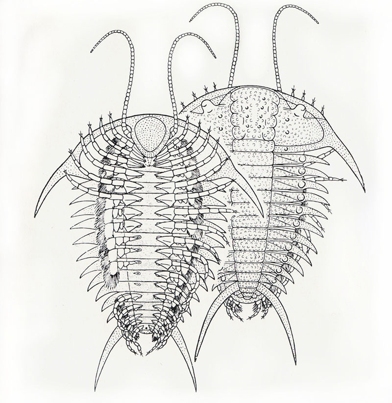 These 3D Printed Trilobites Are Absolutely Stunning