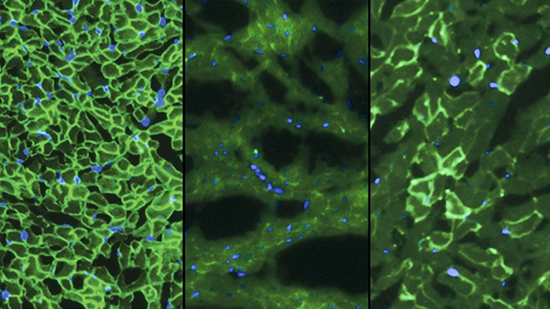 First Successful Gene-Editing in Live Mammals Brings Us Closer to Human Treatments